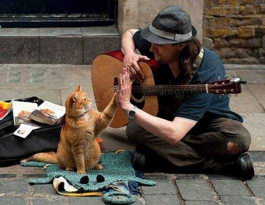 Guitarist and cat from 1 million pictures